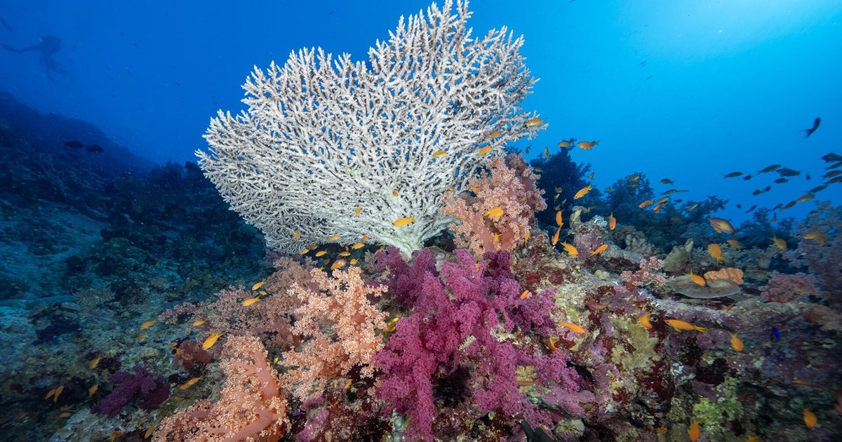 Coral reefs the first environmental system to pass climate "tipping point," report says
