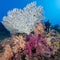 Coral reefs the first environmental system to pass climate "tipping point," report says