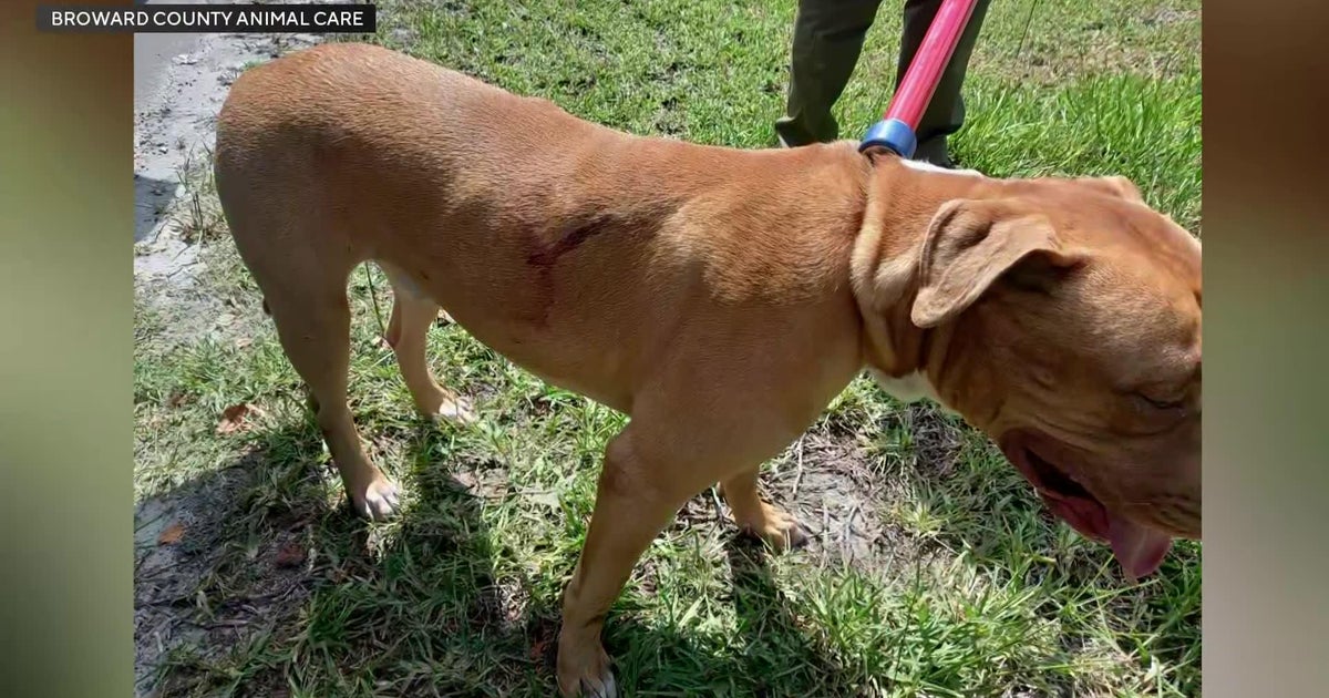 Two dogs to be euthanized after Lauderdale Lakes attack that left man injured, source says