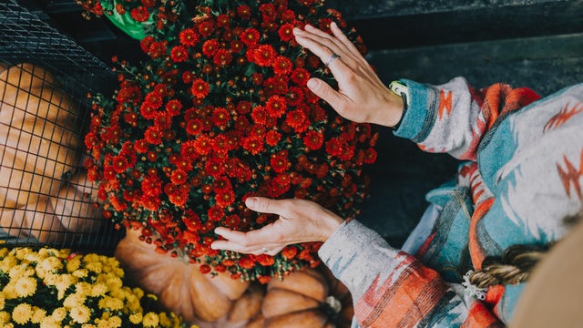 Woman gently touching red chrysanthemum flowers in garden close up 