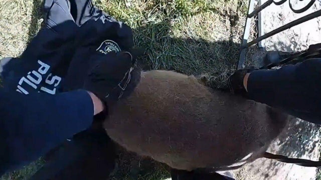 deer-rescue-msp.jpg 