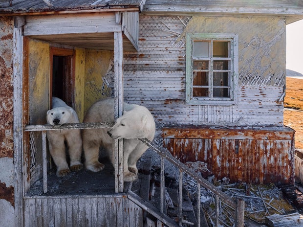 APTOPIX Russia Polar Bears Photo Gallery