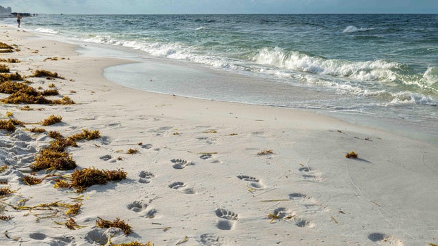 Morning Footprints 