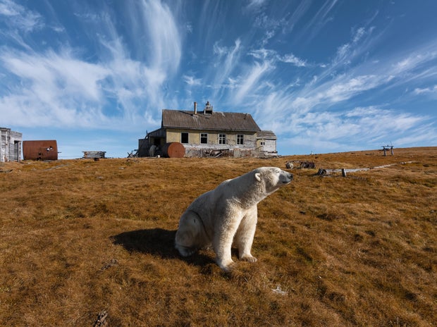 Russia Polar Bears Photo Gallery