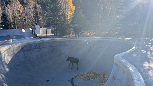 moose-trapped-in-skate-park-bowl.jpg 
