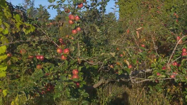 aamodts-apple-farm-stillwater-mn.jpg 