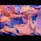 Can AI dream? Artist Refik Anadol believes the answer is yes