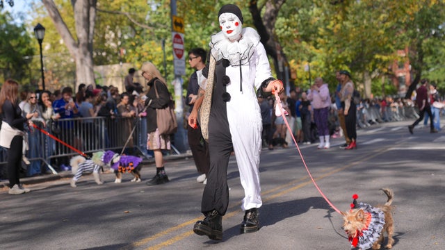 Halloween Dog Parade in NYC 