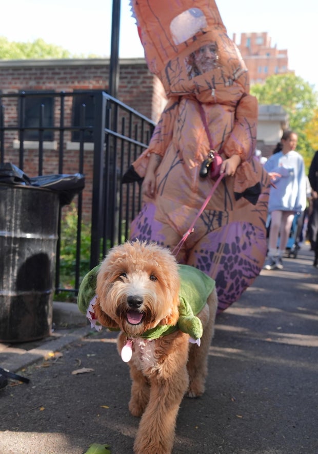 Halloween Dog Parade in NYC