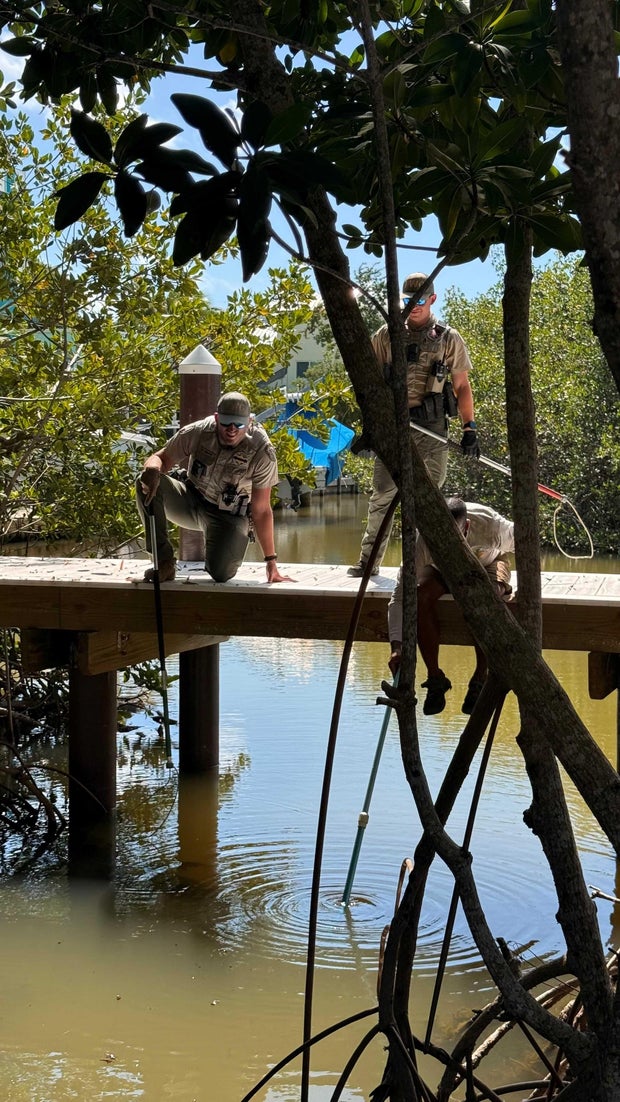 cbsmiami-crocodile-spear-fwc-3.jpg 