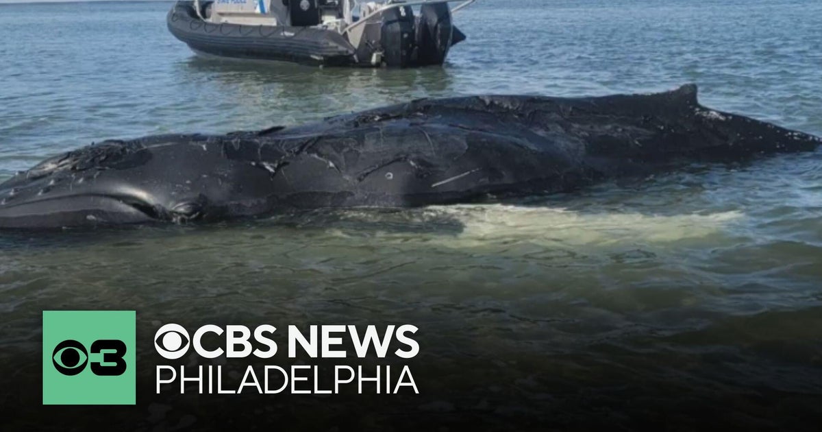 Injured Juvenile Humpback Whale Dies Stranded Long Beach Island New Jersey