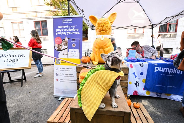 Pumpkin Pet Insurance x Tompkins Square Halloween Dog Parade in NYC