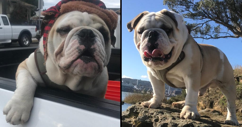 Armed Robbers Steal Bulldog, $100 in Vallejo; $500 Reward Offered