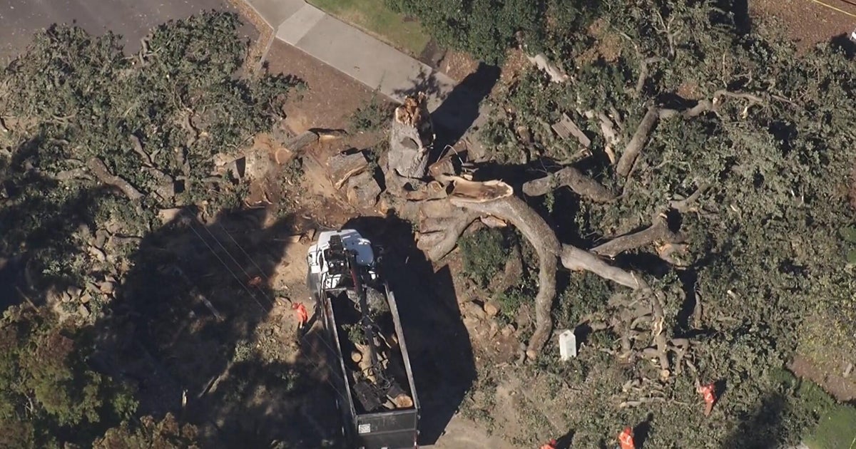 Large tree topples in Pleasant Hill, blocking major roadway