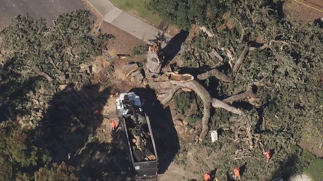 Pleasant Hill toppled tree 