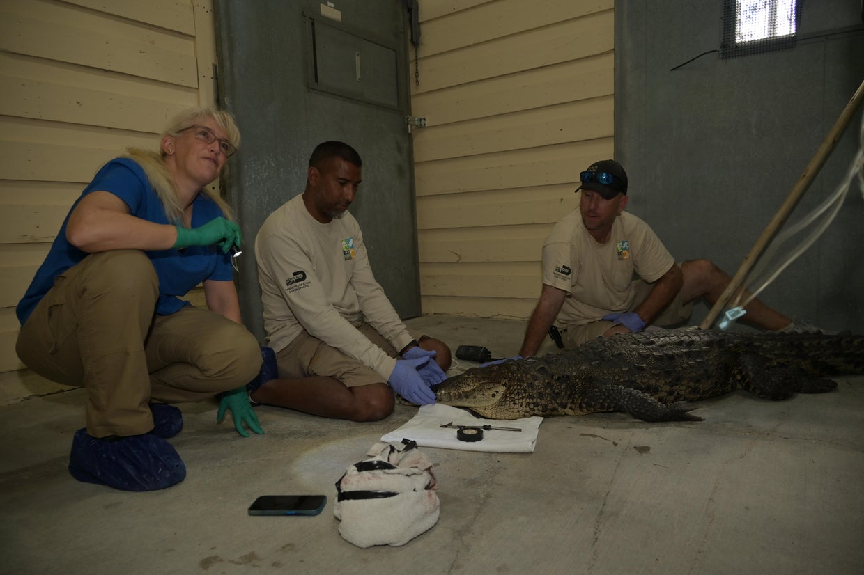 Florida crocodile found speared and shot in the Keys recovering after