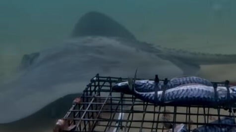 big-stingray.jpg 