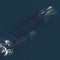 New right whale population estimate shows "positive news"
