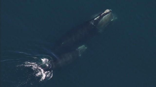 whale-and-calf.jpg 