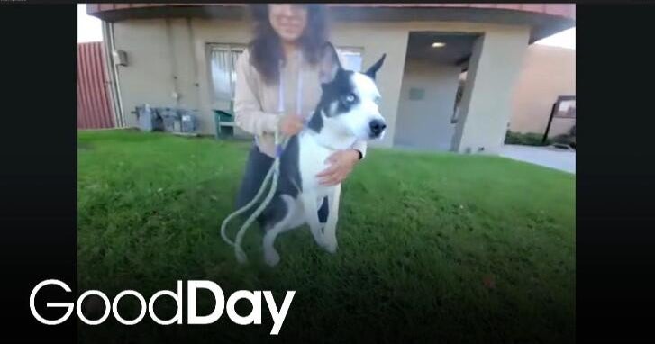 Adopt this Adorable Love Bug! | Pet of the Week - Good Day Sacramento - CBS News