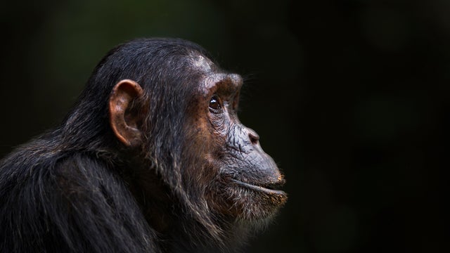 Eastern chimpanzee female 'Flirt' portrait 