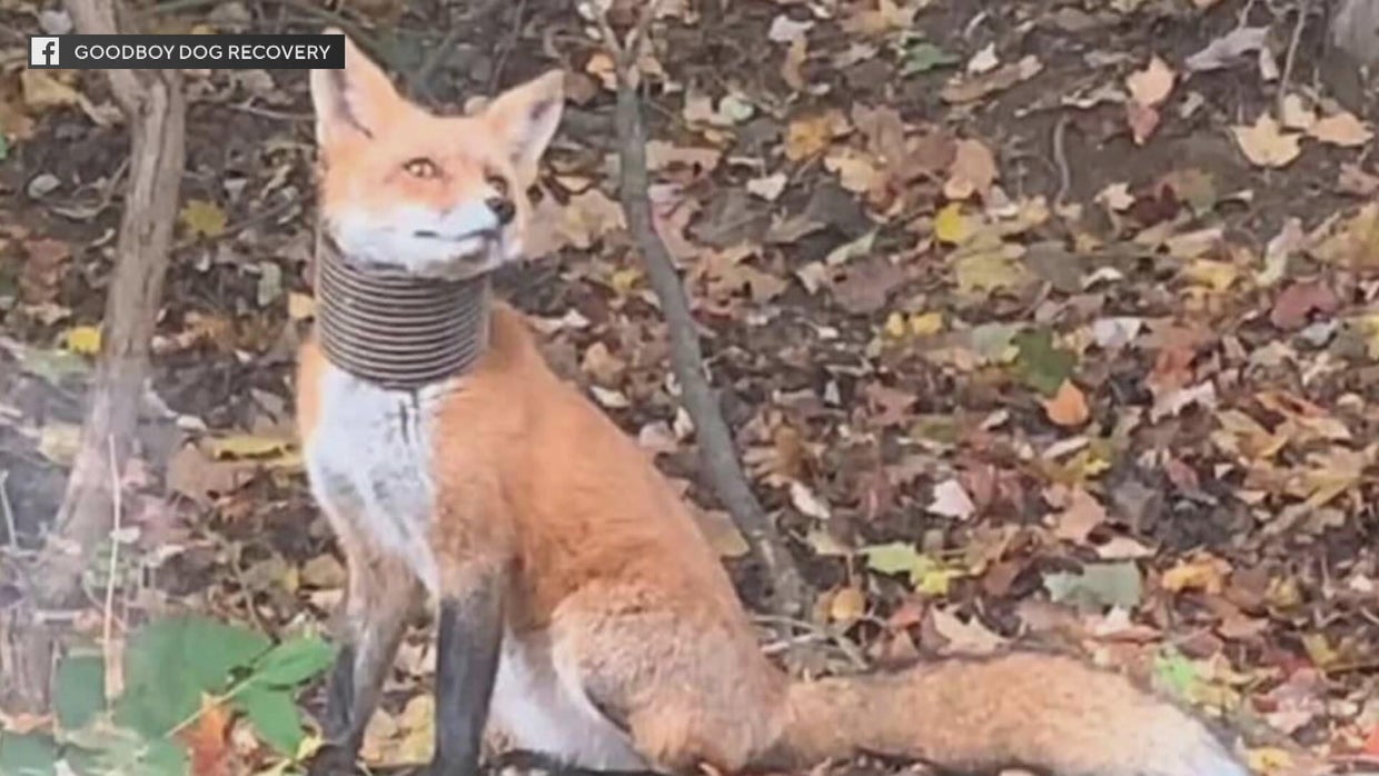 Pennsylvania animal nonprofit searching for fox seen with tube around ...