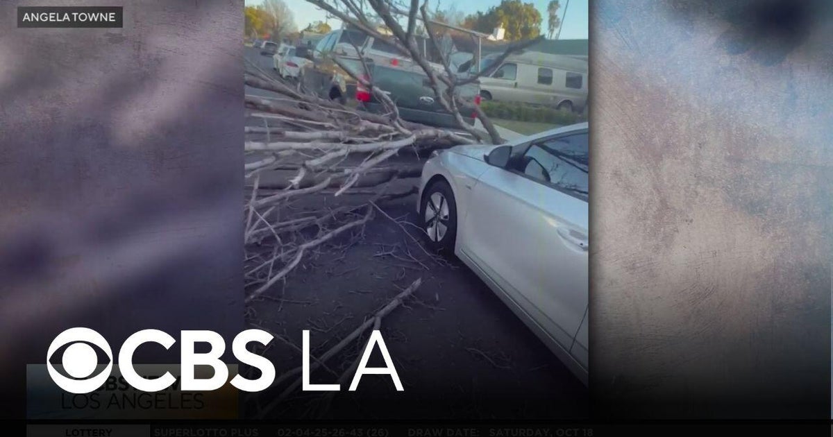 North Jakarta Banyan Trees Fall Damaging Contractor Cars Amid Heavy Rain
