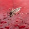 Mosquitoes spotted in Iceland for first time, researcher says