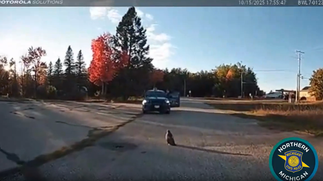 Michigan State Police troopers rescue injured hawk in Grayling 