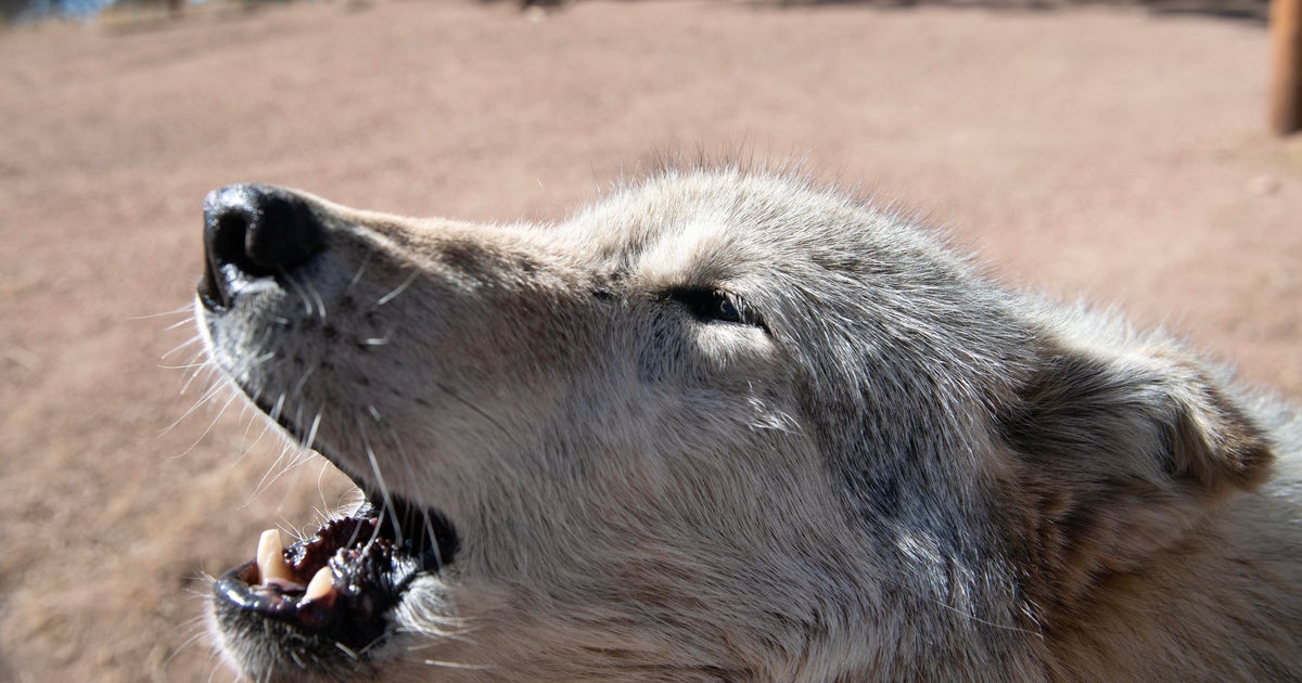 Future of wolf reintroduction in Colorado may be in jeopardy