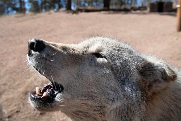 US-ENVIRONMENT-NATURE-WOLVES 