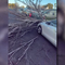 How to find help in California if a city-maintained tree falls, damages property