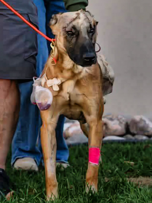 colorado-springs-k9-roam-recovering-after-surgery-2.png