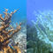 Heat wave caused key part of Florida coral reef to become "functionally extinct"