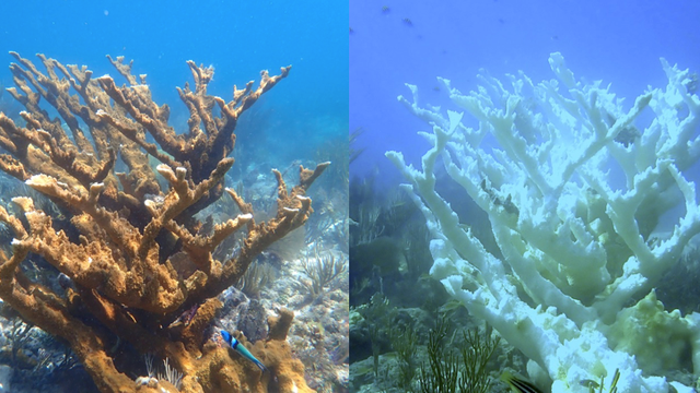coral-side-by-side-no-labels.png 