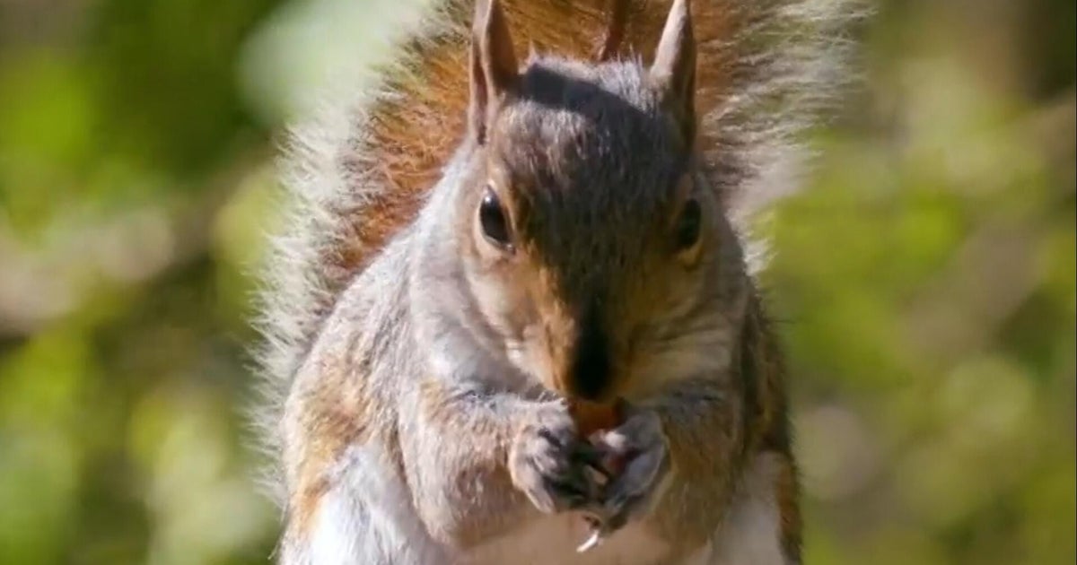 Searching for the fattest squirrel in Texas