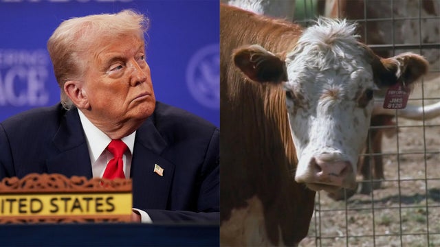 trumpcow.jpg 