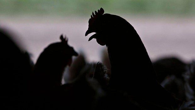 HPAI Confirmed in Georgia and UK Poultry
