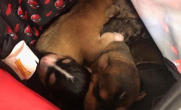 bfk9-backpack-puppies.jpg