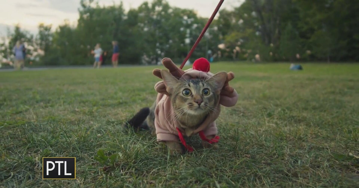 Dr. Mike Hutchinson joins PTL to discuss healthy pet habits and tips for a fun Halloween