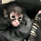 Poachers are killing spider monkeys and selling their babies on social media