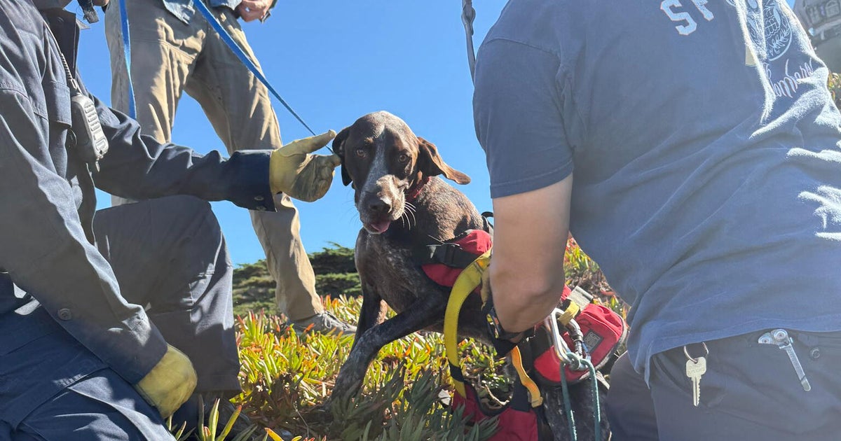 San Francisco firefighters rescue dog that went over cliff at Fort Funston