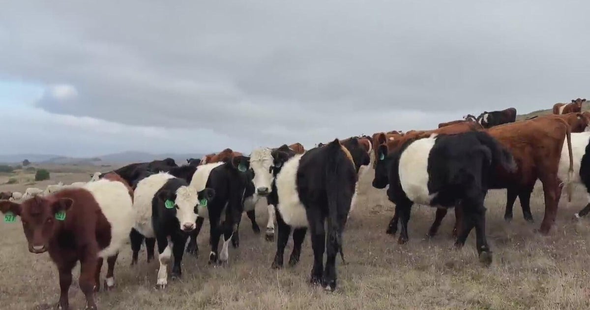 San Mateo County agricultural production, livestock revenue highest in years, report finds – CBS News