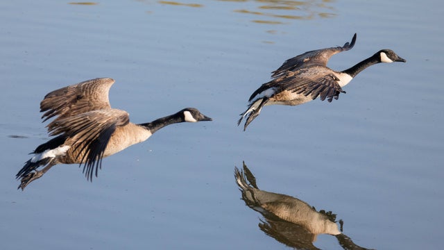 Pair of Canada Geese landing 