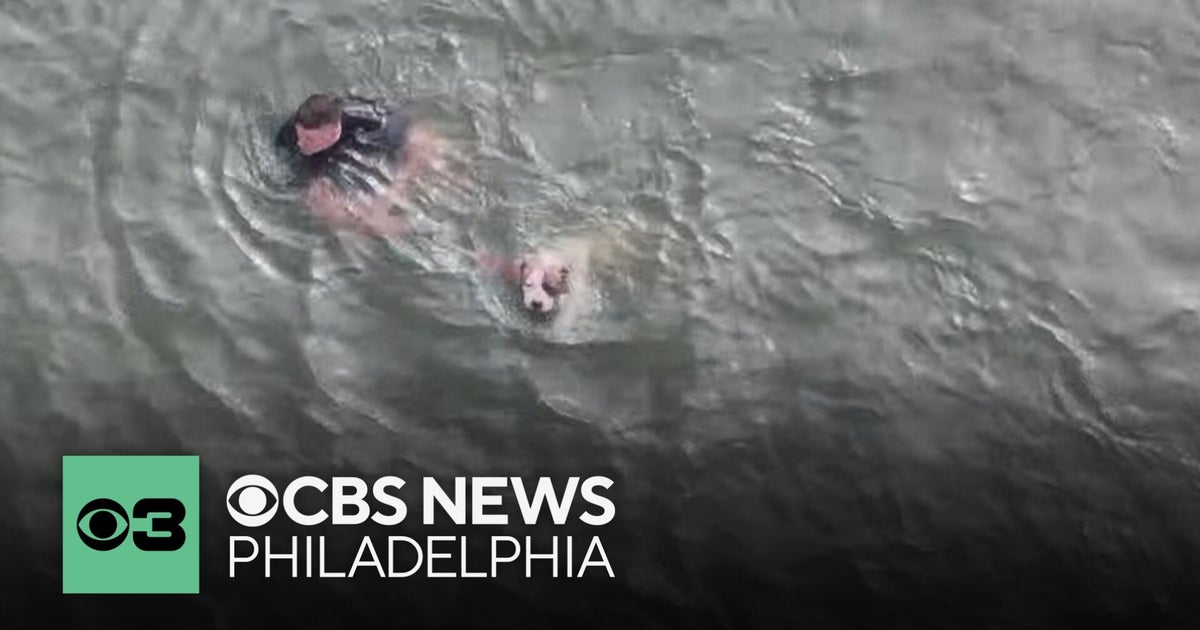 New Jersey police officer jumps into bay to rescue injured dog - CBS ...