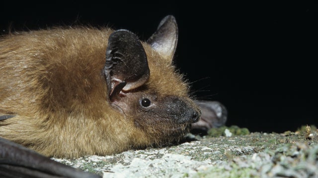 Big brown Bat