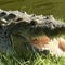 Crocodile seen with dog in its mouth captured by Florida wildlife officials