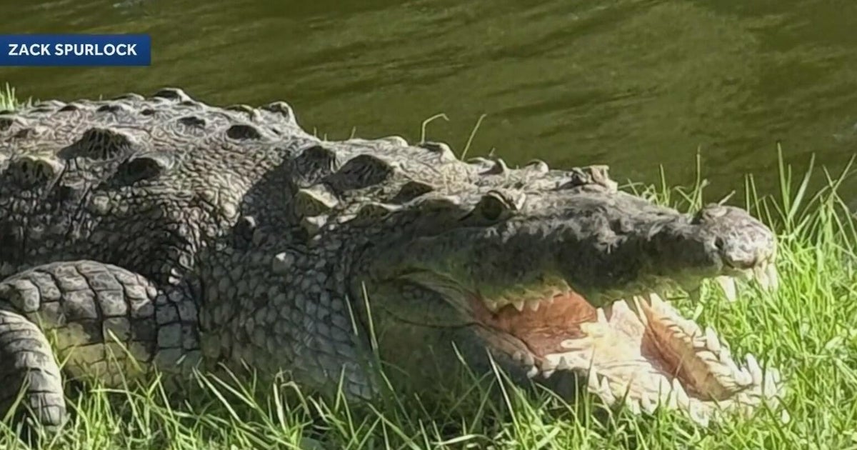 Officials remove Florida crocodile after it was seen with dog inside its mouth