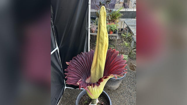 roseville-high-corpse-flower.jpg