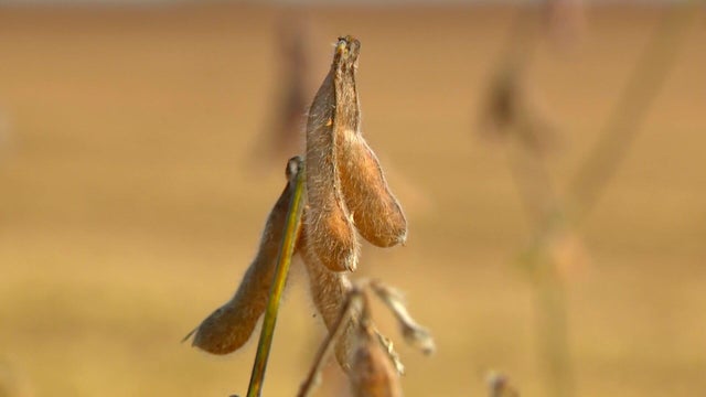 12p-vo-t3-soybean-farmer-wcco93hj.jpg 
